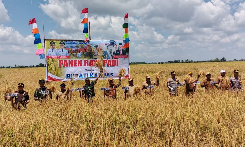 Bupati Panen Raya Padi Lokal Di Handel Gardu