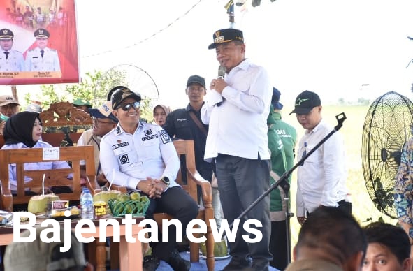 GUBERNUR PANEN RAYA 25.779 HEKTAR PADI