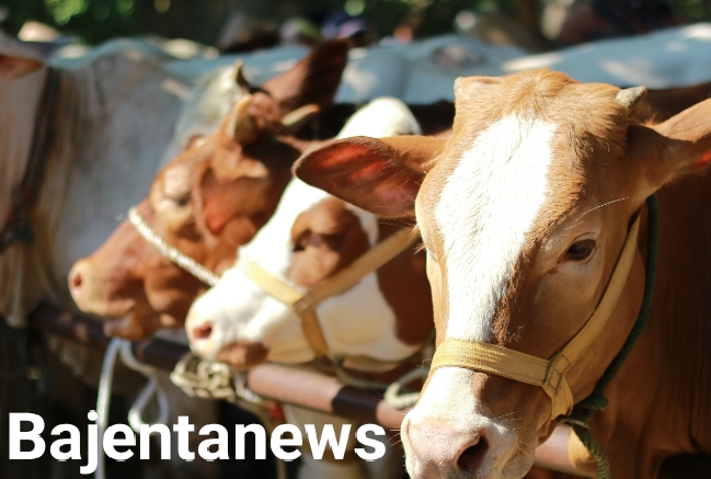 SEMUA OKNUM TERKAIT DUGAAN SAPI KURBAN, DIPERIKSA