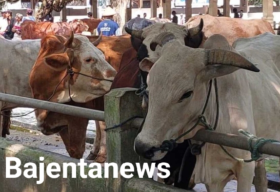 DANA POKIR SIAPA DALAM PENGADAAN KURBAN 2025