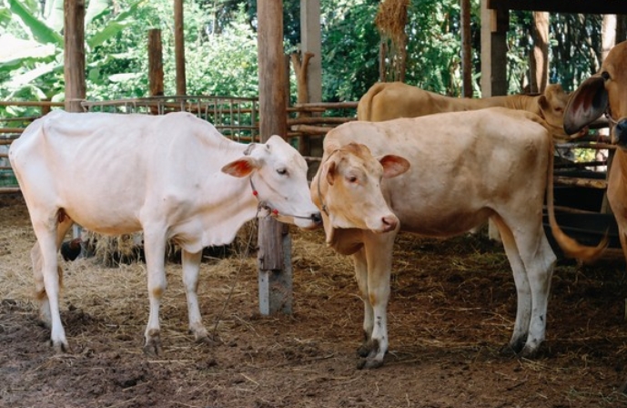 GATNER PERTANYAKAN SAMPAI DIMANA PROSES KASUS PENGADAAN SAPI KURBAN